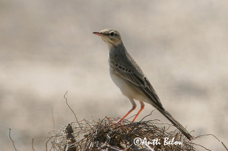 Avainsanat: Trobat Markpiber Duinpieper Tawny Pipit Rufous Calamanthus Nõmmekiur Nummikirvinen Séricorne roussâtre Pipit rousseline Brachpieper Parlagi pityer Sandtittlingur Markpiplerke Petinha-dos-campos Anthus campestris Calamanthus campestris Bisbita Campestre