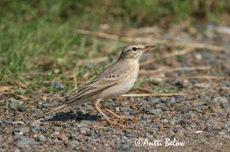 Avainsanat: Trobat Markpiber Duinpieper Tawny Pipit Rufous Calamanthus Nõmmekiur Nummikirvinen Séricorne roussâtre Pipit rousseline Brachpieper Parlagi pityer Sandtittlingur Markpiplerke Petinha-dos-campos Anthus campestris Calamanthus campestris Bisbita Campestre