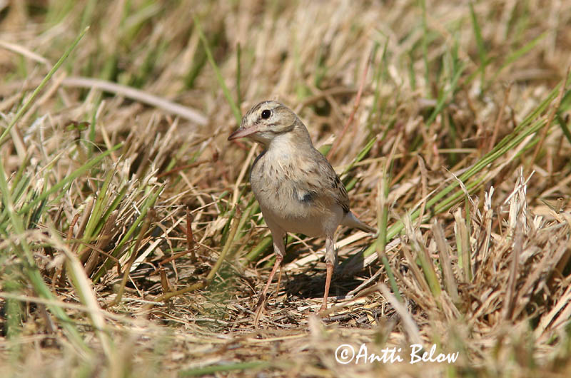 Avainsanat: Trobat Markpiber Duinpieper Tawny Pipit Rufous Calamanthus Nõmmekiur Nummikirvinen Séricorne roussâtre Pipit rousseline Brachpieper Parlagi pityer Sandtittlingur Markpiplerke Petinha-dos-campos Anthus campestris Calamanthus campestris Bisbita Campestre