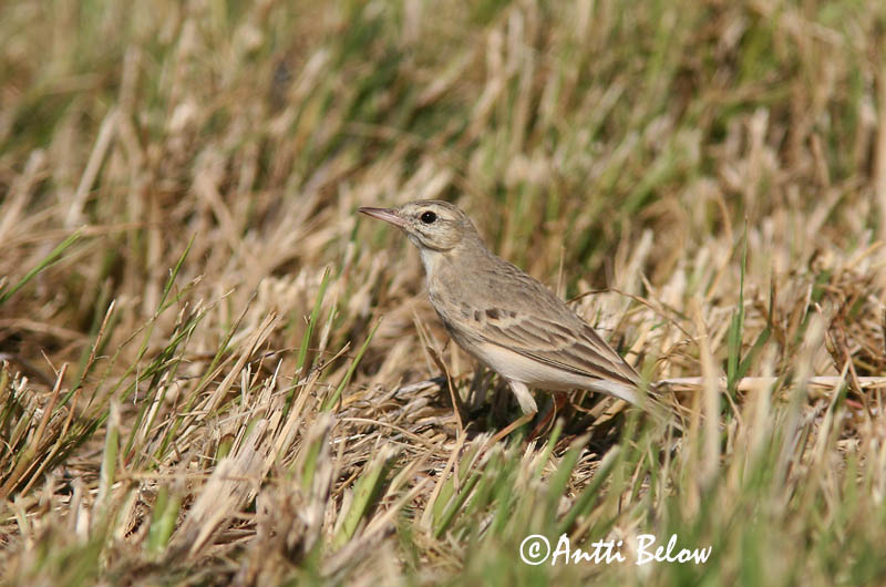 Avainsanat: Trobat Markpiber Duinpieper Tawny Pipit Rufous Calamanthus Nõmmekiur Nummikirvinen Séricorne roussâtre Pipit rousseline Brachpieper Parlagi pityer Sandtittlingur Markpiplerke Petinha-dos-campos Anthus campestris Calamanthus campestris Bisbita Campestre