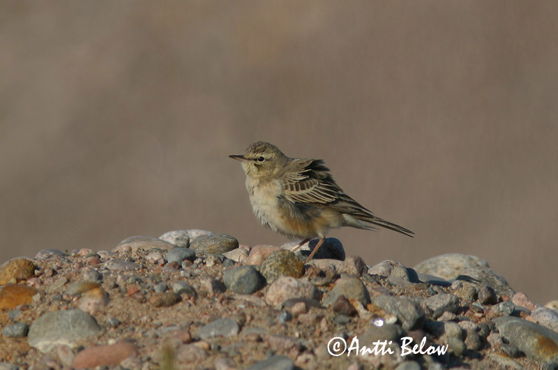 Avainsanat: Trobat Markpiber Duinpieper Tawny Pipit Rufous Calamanthus Nõmmekiur Nummikirvinen Séricorne roussâtre Pipit rousseline Brachpieper Parlagi pityer Sandtittlingur Markpiplerke Petinha-dos-campos Anthus campestris Calamanthus campestris Bisbita Campestre