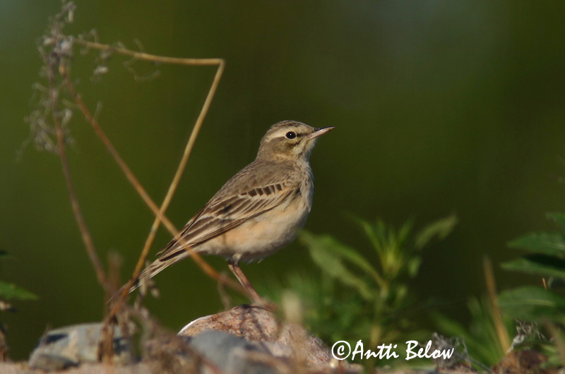 Avainsanat: Trobat Markpiber Duinpieper Tawny Pipit Rufous Calamanthus Nõmmekiur Nummikirvinen Séricorne roussâtre Pipit rousseline Brachpieper Parlagi pityer Sandtittlingur Markpiplerke Petinha-dos-campos Anthus campestris Calamanthus campestris Bisbita Campestre