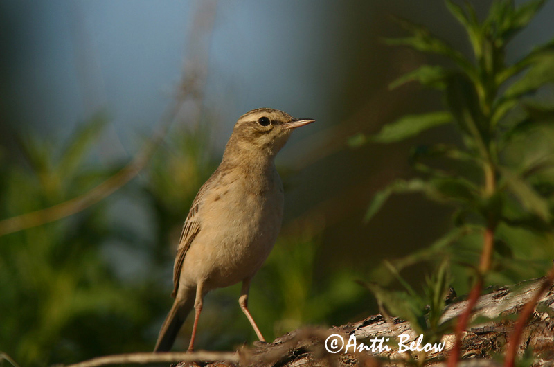 Avainsanat: Trobat Markpiber Duinpieper Tawny Pipit Rufous Calamanthus Nõmmekiur Nummikirvinen Séricorne roussâtre Pipit rousseline Brachpieper Parlagi pityer Sandtittlingur Markpiplerke Petinha-dos-campos Anthus campestris Calamanthus campestris Bisbita Campestre