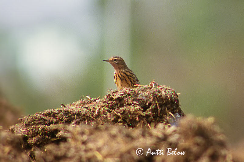Avainsanat: Rødstrubet piber Roodkeelpieper Red-throated Pipit Tundrakiur punakurk-kiur Lapinkirvinen Pipit à gorge rousse Rotkehlpieper Rotbegyu pityer Torftittlingur Lappiplerke Petinha-de-garganta-ruiva Anthus cervinus Bisbita Gorgirrojo Rödstrupig piplärka