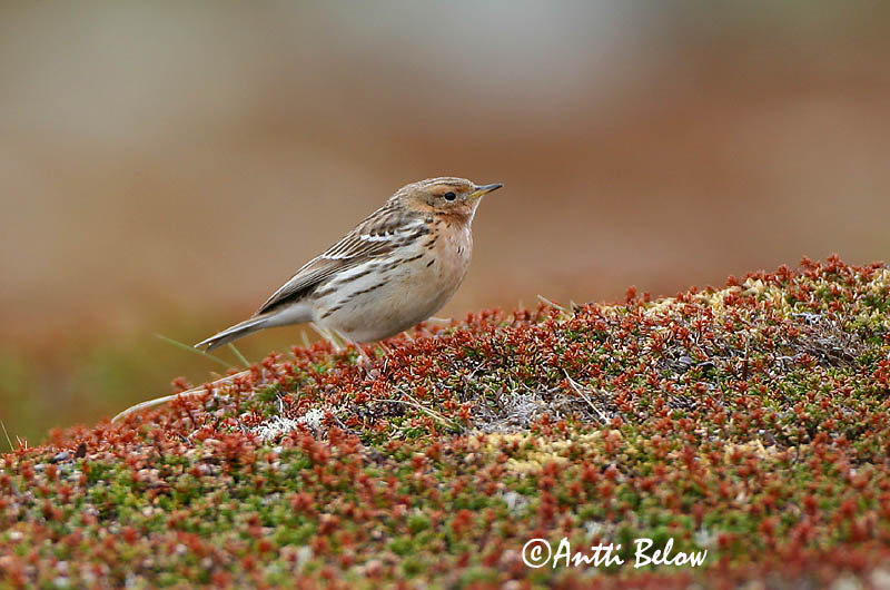 Avainsanat: Rødstrubet piber Roodkeelpieper Red-throated Pipit Tundrakiur punakurk-kiur Lapinkirvinen Pipit à gorge rousse Rotkehlpieper Rotbegyu pityer Torftittlingur Lappiplerke Petinha-de-garganta-ruiva Anthus cervinus Bisbita Gorgirrojo Rödstrupig piplärka