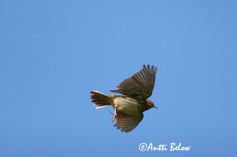 Avainsanat: Rødstrubet piber Roodkeelpieper Red-throated Pipit Tundrakiur punakurk-kiur Lapinkirvinen Pipit à gorge rousse Rotkehlpieper Rotbegyu pityer Torftittlingur Lappiplerke Petinha-de-garganta-ruiva Anthus cervinus Bisbita Gorgirrojo Rödstrupig piplärka