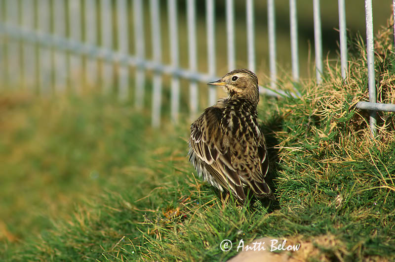 Avainsanat: Rødstrubet piber Roodkeelpieper Red-throated Pipit Tundrakiur punakurk-kiur Lapinkirvinen Pipit à gorge rousse Rotkehlpieper Rotbegyu pityer Torftittlingur Lappiplerke Petinha-de-garganta-ruiva Anthus cervinus Bisbita Gorgirrojo Rödstrupig piplärka