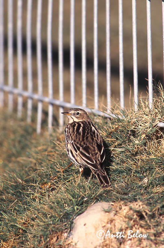 Avainsanat: Rødstrubet piber Roodkeelpieper Red-throated Pipit Tundrakiur punakurk-kiur Lapinkirvinen Pipit à gorge rousse Rotkehlpieper Rotbegyu pityer Torftittlingur Lappiplerke Petinha-de-garganta-ruiva Anthus cervinus Bisbita Gorgirrojo Rödstrupig piplärka