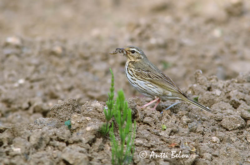 Avainsanat: Piula de Hodgson Taigapiber Groene boompieper Olive-backed Pipit Taigakiur Intiankirvinen Taigakirvinen Pipit à dos olive Waldpieper Tajga pityer Skógtittlingur Sibirpiplerke Petinha-silvestre Anthus hodgsoni Bisbita de Hodgson Sibirisk piplärka