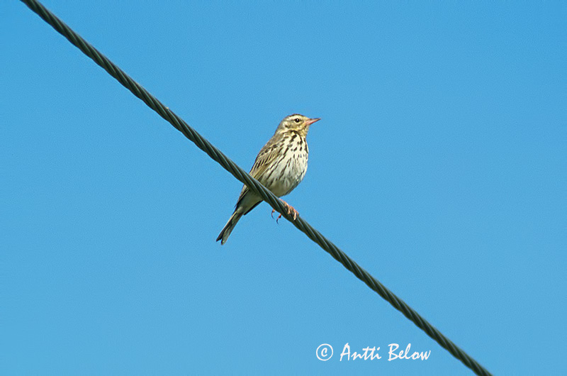 Avainsanat: Piula de Hodgson Taigapiber Groene boompieper Olive-backed Pipit Taigakiur Intiankirvinen Taigakirvinen Pipit à dos olive Waldpieper Tajga pityer Skógtittlingur Sibirpiplerke Petinha-silvestre Anthus hodgsoni Bisbita de Hodgson Sibirisk piplärka