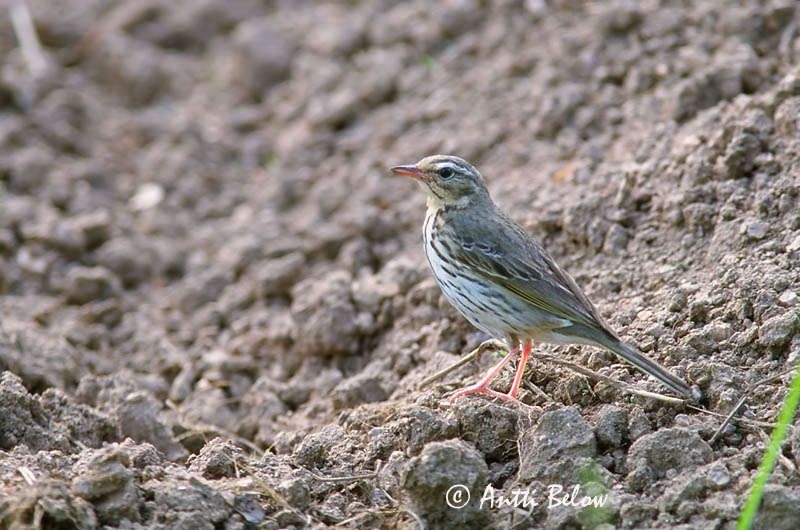 Avainsanat: Piula de Hodgson Taigapiber Groene boompieper Olive-backed Pipit Taigakiur Intiankirvinen Taigakirvinen Pipit à dos olive Waldpieper Tajga pityer Skógtittlingur Sibirpiplerke Petinha-silvestre Anthus hodgsoni Bisbita de Hodgson Sibirisk piplärka