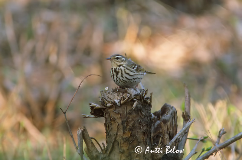 Avainsanat: Piula de Hodgson Taigapiber Groene boompieper Olive-backed Pipit Taigakiur Intiankirvinen Taigakirvinen Pipit à dos olive Waldpieper Tajga pityer Skógtittlingur Sibirpiplerke Petinha-silvestre Anthus hodgsoni Bisbita de Hodgson Sibirisk piplärka