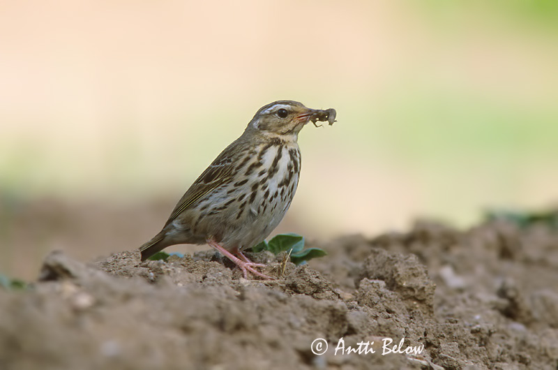 Avainsanat: Piula de Hodgson Taigapiber Groene boompieper Olive-backed Pipit Taigakiur Intiankirvinen Taigakirvinen Pipit à dos olive Waldpieper Tajga pityer Skógtittlingur Sibirpiplerke Petinha-silvestre Anthus hodgsoni Bisbita de Hodgson Sibirisk piplärka