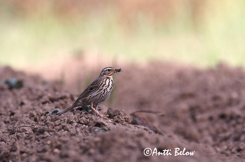 Avainsanat: Piula de Hodgson Taigapiber Groene boompieper Olive-backed Pipit Taigakiur Intiankirvinen Taigakirvinen Pipit à dos olive Waldpieper Tajga pityer Skógtittlingur Sibirpiplerke Petinha-silvestre Anthus hodgsoni Bisbita de Hodgson Sibirisk piplärka