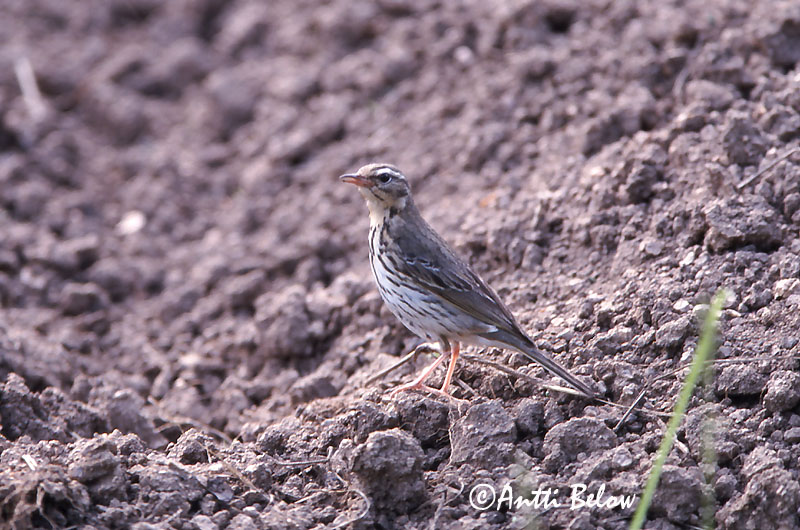 Avainsanat: Piula de Hodgson Taigapiber Groene boompieper Olive-backed Pipit Taigakiur Intiankirvinen Taigakirvinen Pipit à dos olive Waldpieper Tajga pityer Skógtittlingur Sibirpiplerke Petinha-silvestre Anthus hodgsoni Bisbita de Hodgson Sibirisk piplärka