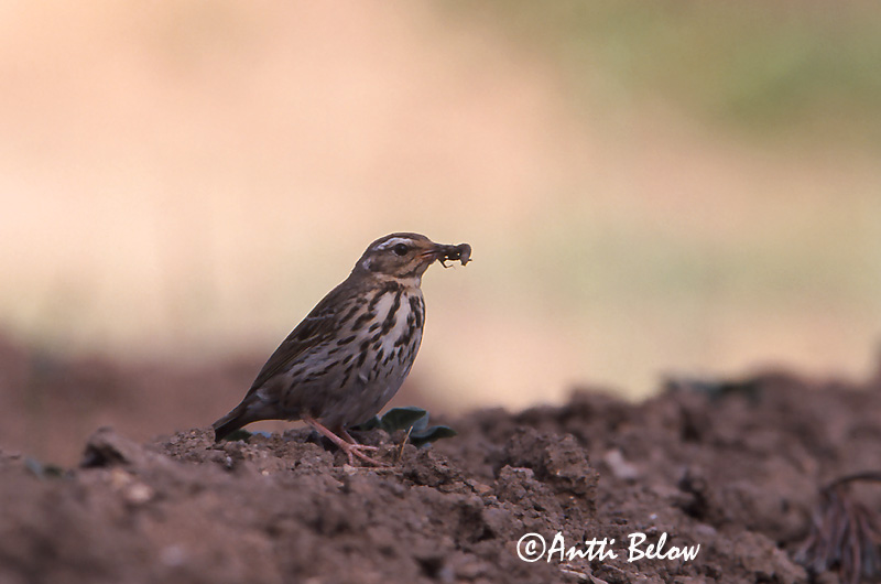 Avainsanat: Piula de Hodgson Taigapiber Groene boompieper Olive-backed Pipit Taigakiur Intiankirvinen Taigakirvinen Pipit à dos olive Waldpieper Tajga pityer Skógtittlingur Sibirpiplerke Petinha-silvestre Anthus hodgsoni Bisbita de Hodgson Sibirisk piplärka