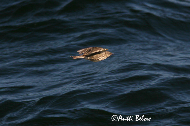 Avainsanat: Grasset de costa Oeverpieper Rock Pipit Randkiur Luotokirvinen Pipit maritime Strandpieper Skjærpiplerke Anthus petrosus Bisbita Costero Skärpiplärka