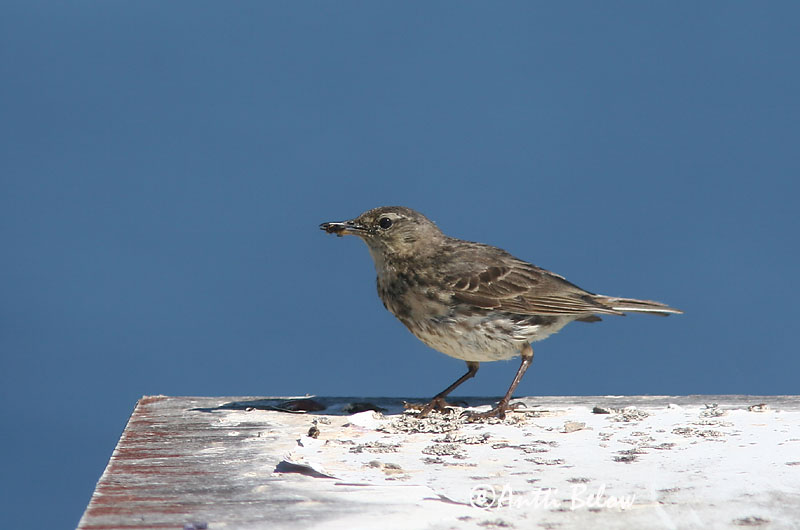Avainsanat: Grasset de costa Oeverpieper Rock Pipit Randkiur Luotokirvinen Pipit maritime Strandpieper Skjærpiplerke Anthus petrosus Bisbita Costero Skärpiplärka