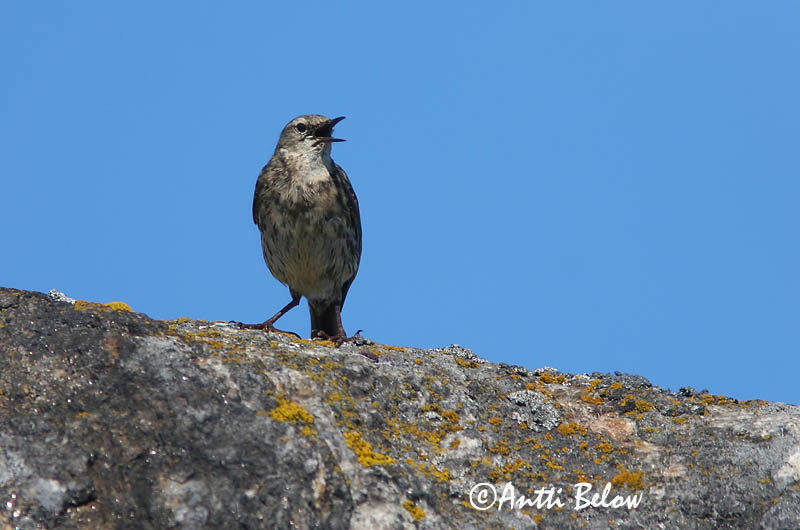 Avainsanat: Grasset de costa Oeverpieper Rock Pipit Randkiur Luotokirvinen Pipit maritime Strandpieper Skjærpiplerke Anthus petrosus Bisbita Costero Skärpiplärka