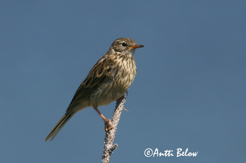 Avainsanat: Grasset de costa Oeverpieper Rock Pipit Randkiur Luotokirvinen Pipit maritime Strandpieper Skjærpiplerke Anthus petrosus Bisbita Costero Skärpiplärka