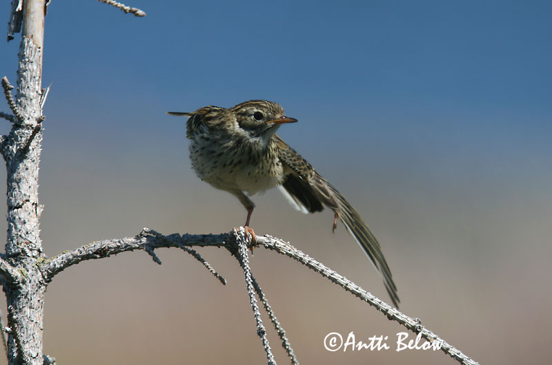 Avainsanat: Grasset de costa Oeverpieper Rock Pipit Randkiur Luotokirvinen Pipit maritime Strandpieper Skjærpiplerke Anthus petrosus Bisbita Costero Skärpiplärka