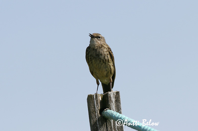Avainsanat: Grasset de costa Oeverpieper Rock Pipit Randkiur Luotokirvinen Pipit maritime Strandpieper Skjærpiplerke Anthus petrosus Bisbita Costero Skärpiplärka