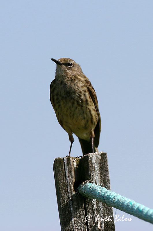 Avainsanat: Grasset de costa Oeverpieper Rock Pipit Randkiur Luotokirvinen Pipit maritime Strandpieper Skjærpiplerke Anthus petrosus Bisbita Costero Skärpiplärka