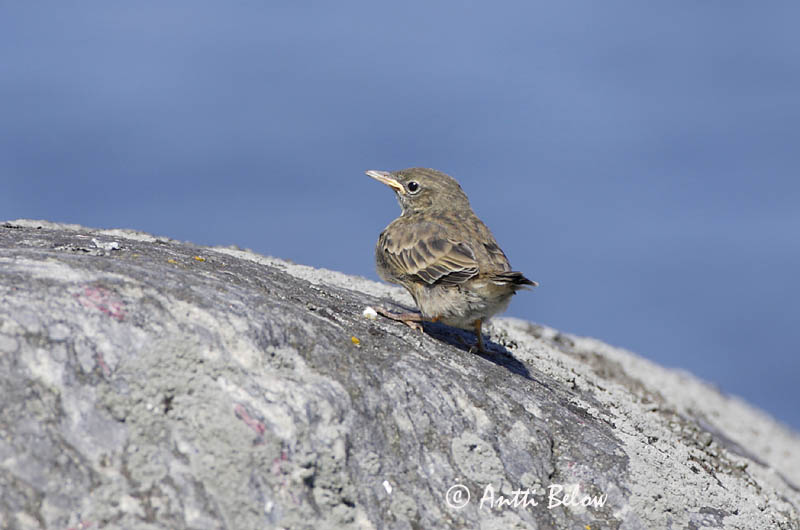 Avainsanat: Grasset de costa Oeverpieper Rock Pipit Randkiur Luotokirvinen Pipit maritime Strandpieper Skjærpiplerke Anthus petrosus Bisbita Costero Skärpiplärka