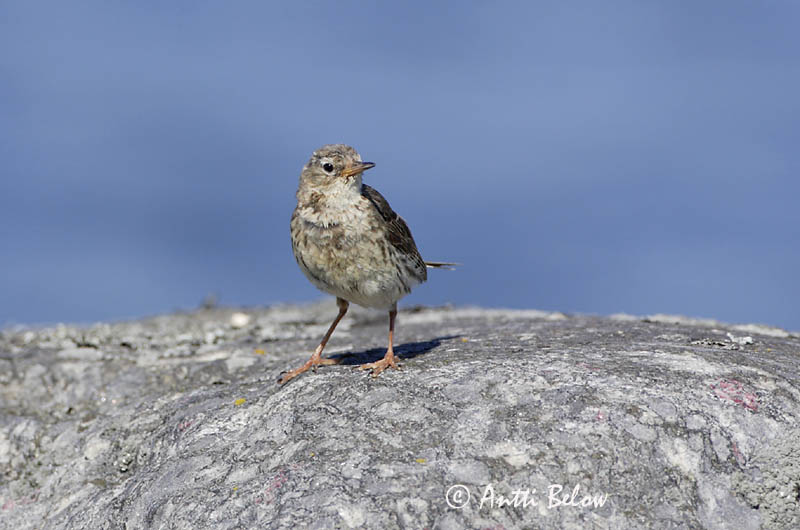 Avainsanat: Grasset de costa Oeverpieper Rock Pipit Randkiur Luotokirvinen Pipit maritime Strandpieper Skjærpiplerke Anthus petrosus Bisbita Costero Skärpiplärka