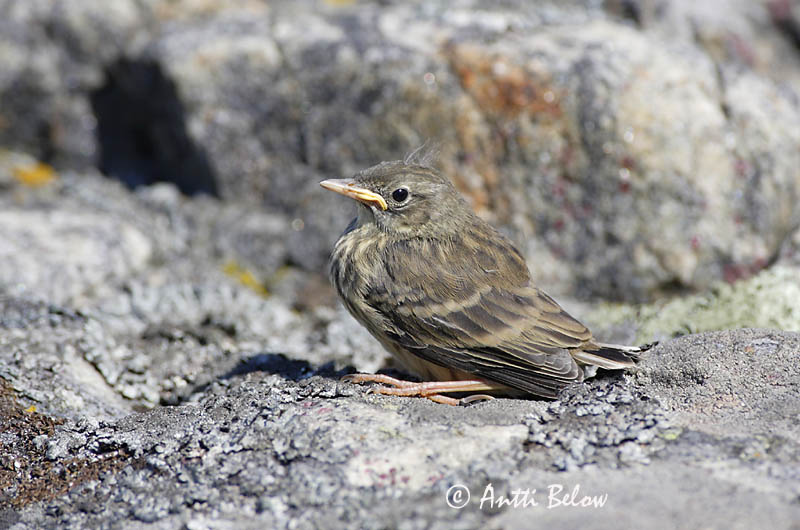 Avainsanat: Grasset de costa Oeverpieper Rock Pipit Randkiur Luotokirvinen Pipit maritime Strandpieper Skjærpiplerke Anthus petrosus Bisbita Costero Skärpiplärka