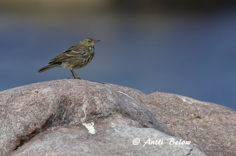 Avainsanat: Grasset de costa Oeverpieper Rock Pipit Randkiur Luotokirvinen Pipit maritime Strandpieper Skjærpiplerke Anthus petrosus Bisbita Costero Skärpiplärka