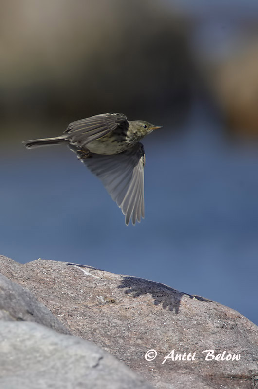 Avainsanat: Grasset de costa Oeverpieper Rock Pipit Randkiur Luotokirvinen Pipit maritime Strandpieper Skjærpiplerke Anthus petrosus Bisbita Costero Skärpiplärka