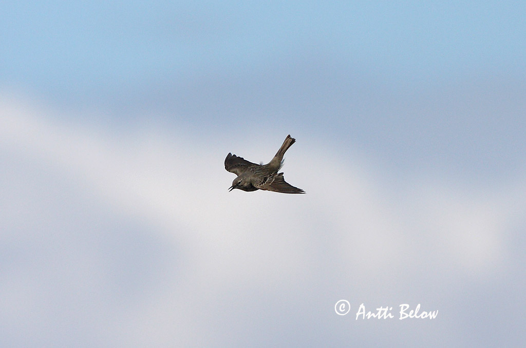 Avainsanat: Grasset de costa Oeverpieper Rock Pipit Randkiur Luotokirvinen Pipit maritime Strandpieper Skjærpiplerke Anthus petrosus Bisbita Costero Skärpiplärka