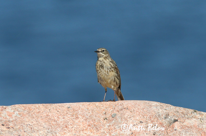Avainsanat: Grasset de costa Oeverpieper Rock Pipit Randkiur Luotokirvinen Pipit maritime Strandpieper Skjærpiplerke Anthus petrosus Bisbita Costero Skärpiplärka