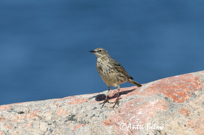 Avainsanat: Grasset de costa Oeverpieper Rock Pipit Randkiur Luotokirvinen Pipit maritime Strandpieper Skjærpiplerke Anthus petrosus Bisbita Costero Skärpiplärka