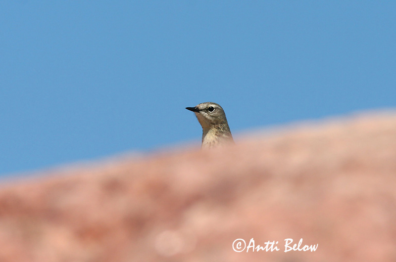 Avainsanat: Grasset de costa Oeverpieper Rock Pipit Randkiur Luotokirvinen Pipit maritime Strandpieper Skjærpiplerke Anthus petrosus Bisbita Costero Skärpiplärka