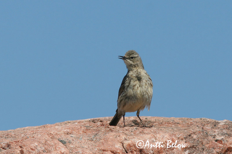 Avainsanat: Grasset de costa Oeverpieper Rock Pipit Randkiur Luotokirvinen Pipit maritime Strandpieper Skjærpiplerke Anthus petrosus Bisbita Costero Skärpiplärka