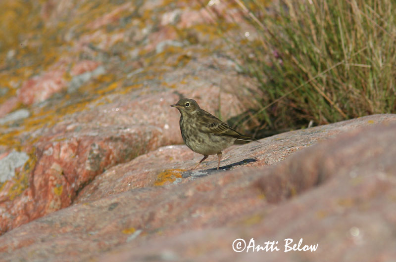 Avainsanat: Grasset de costa Oeverpieper Rock Pipit Randkiur Luotokirvinen Pipit maritime Strandpieper Skjærpiplerke Anthus petrosus Bisbita Costero Skärpiplärka