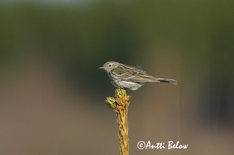 Avainsanat: Titella Engpiber Graspieper Meadow Pipit Sookiur Niittykirvinen Pipit farlouse Wiesenpieper Réti pityer Þúfutittlingur Heipiplerke Petinha-dos-prados Anthus pratensis Bisbita Común Ängspiplärka