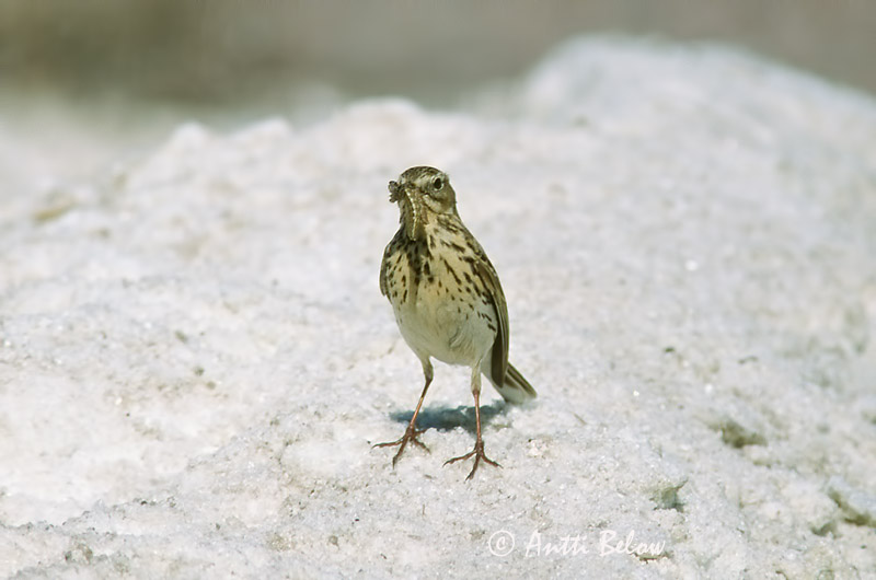 Avainsanat: Titella Engpiber Graspieper Meadow Pipit Sookiur Niittykirvinen Pipit farlouse Wiesenpieper Réti pityer Þúfutittlingur Heipiplerke Petinha-dos-prados Anthus pratensis Bisbita Común Ängspiplärka