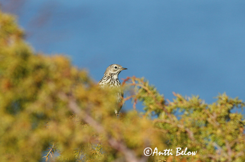 Avainsanat: Titella Engpiber Graspieper Meadow Pipit Sookiur Niittykirvinen Pipit farlouse Wiesenpieper Réti pityer Þúfutittlingur Heipiplerke Petinha-dos-prados Anthus pratensis Bisbita Común Ängspiplärka