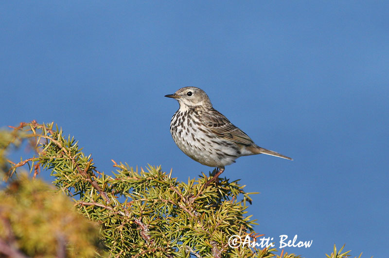 Avainsanat: Titella Engpiber Graspieper Meadow Pipit Sookiur Niittykirvinen Pipit farlouse Wiesenpieper Réti pityer Þúfutittlingur Heipiplerke Petinha-dos-prados Anthus pratensis Bisbita Común Ängspiplärka