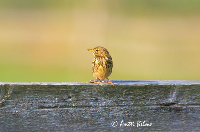 Avainsanat: Titella Engpiber Graspieper Meadow Pipit Sookiur Niittykirvinen Pipit farlouse Wiesenpieper Réti pityer Þúfutittlingur Heipiplerke Petinha-dos-prados Anthus pratensis Bisbita Común Ängspiplärka