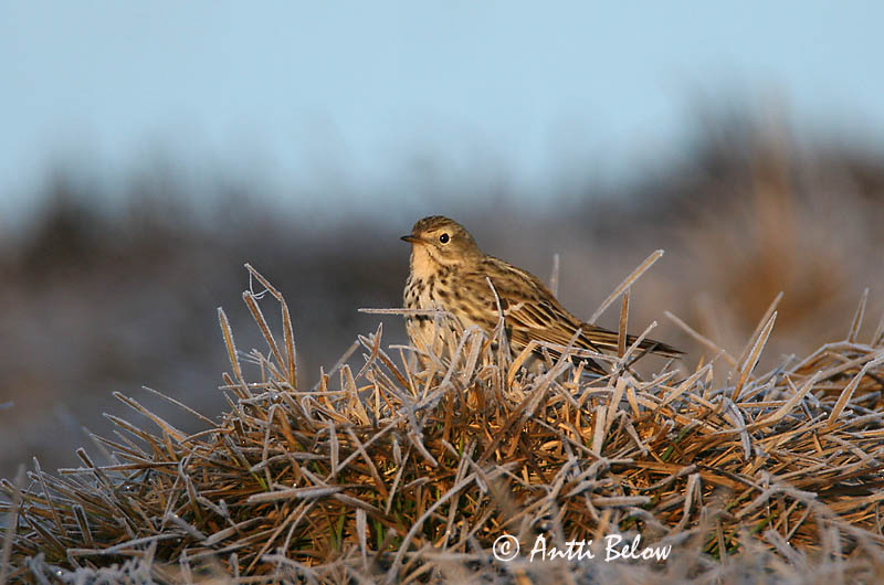 Avainsanat: Titella Engpiber Graspieper Meadow Pipit Sookiur Niittykirvinen Pipit farlouse Wiesenpieper Réti pityer Þúfutittlingur Heipiplerke Petinha-dos-prados Anthus pratensis Bisbita Común Ängspiplärka