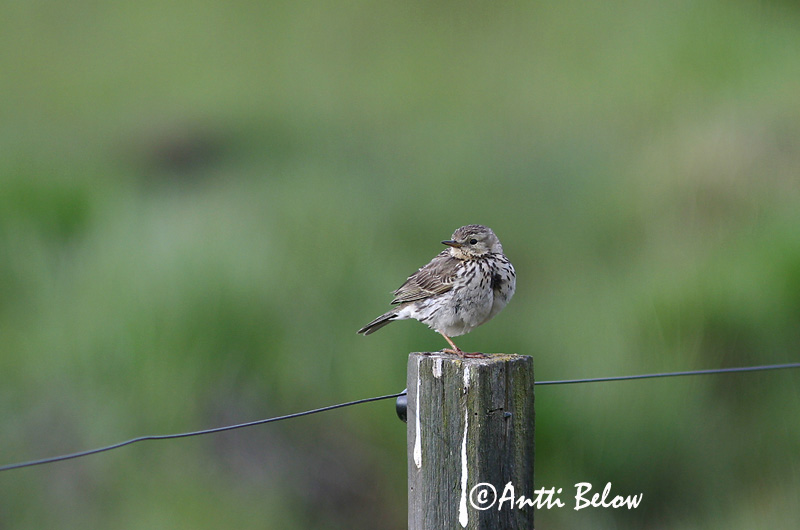 Avainsanat: Titella Engpiber Graspieper Meadow Pipit Sookiur Niittykirvinen Pipit farlouse Wiesenpieper Réti pityer Þúfutittlingur Heipiplerke Petinha-dos-prados Anthus pratensis Bisbita Común Ängspiplärka