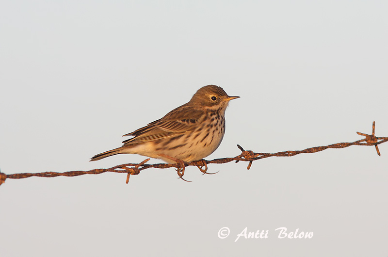 Avainsanat: Titella Engpiber Graspieper Meadow Pipit Sookiur Niittykirvinen Pipit farlouse Wiesenpieper Réti pityer Þúfutittlingur Heipiplerke Petinha-dos-prados Anthus pratensis Bisbita Común Ängspiplärka