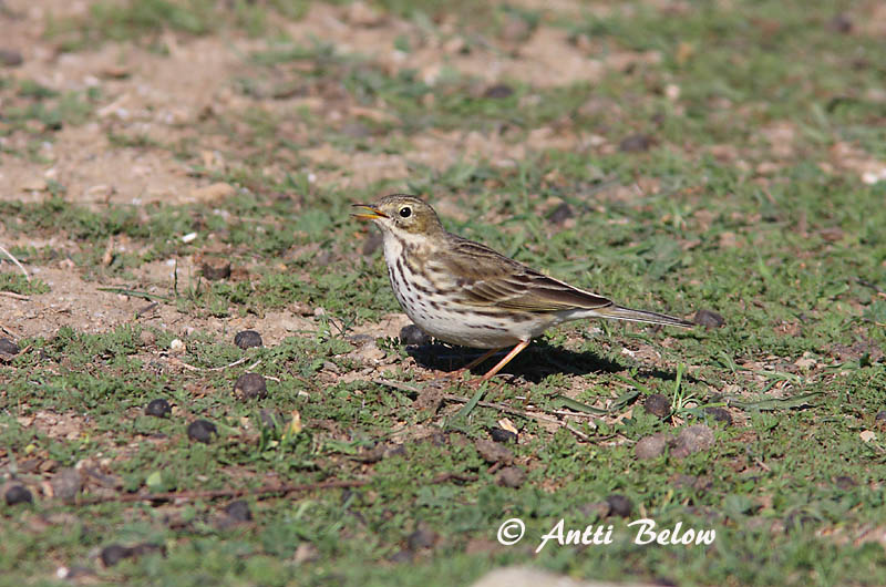 Avainsanat: Titella Engpiber Graspieper Meadow Pipit Sookiur Niittykirvinen Pipit farlouse Wiesenpieper Réti pityer Þúfutittlingur Heipiplerke Petinha-dos-prados Anthus pratensis Bisbita Común Ängspiplärka