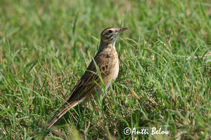 Avainsanat: Piula grossa Grote pieper Richard's Pipit Isokirvinen Pipit de Richard Spornpieper Tartarpiplerke Anthus richardi Bisbita de Richard Större piplärka