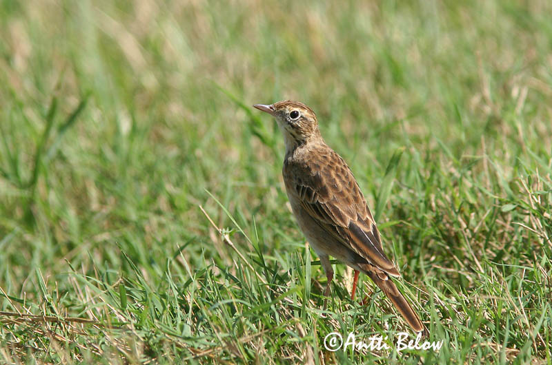 Avainsanat: Piula grossa Grote pieper Richard's Pipit Isokirvinen Pipit de Richard Spornpieper Tartarpiplerke Anthus richardi Bisbita de Richard Större piplärka