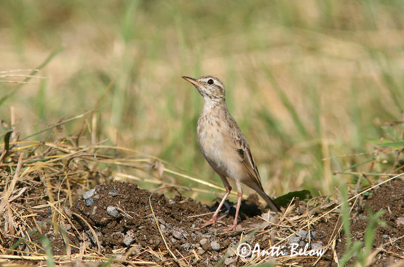 Avainsanat: Piula grossa Grote pieper Richard's Pipit Isokirvinen Pipit de Richard Spornpieper Tartarpiplerke Anthus richardi Bisbita de Richard Större piplärka